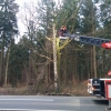 20220217_01237_Baumdrohtzufallen